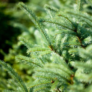 Świerk kłujący (Picea pungens)